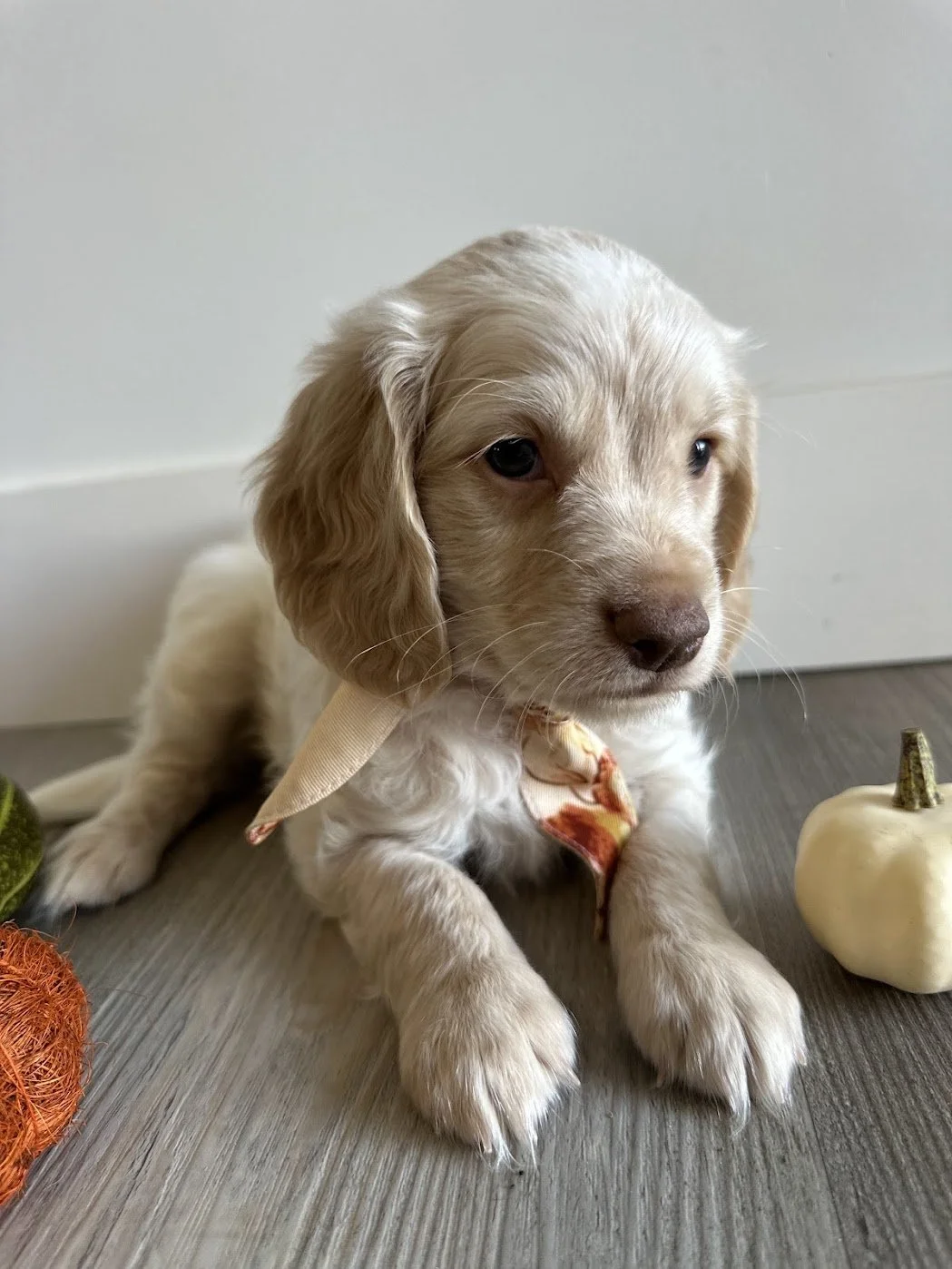 Snoopy — Taylormade Miniature Golden Retriever